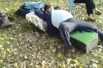 utc-nap - 2008